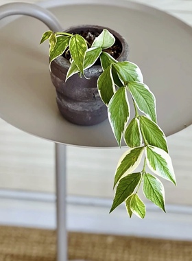 花与花器 鱼尾外锦球兰 多脉球兰 Hoya polyneura 室内绿植物盆栽