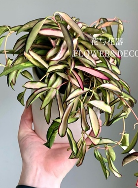 花与花器 球兰合集 冰糖休内开花球兰珍稀新品室内垂吊绿植盆栽