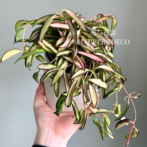 花与花器 球兰合集 冰糖休内开花球兰珍稀新品室内垂吊绿植盆栽