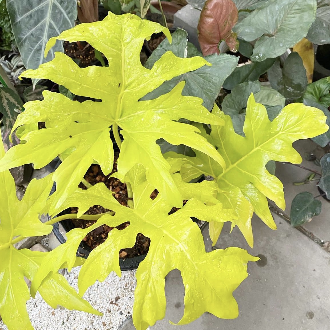 花与花器瓦塞维奇蔓绿绒赛洛春羽