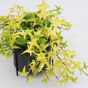 花與花器 藤蔓垂吊蘭耐寒綠植物盆栽 雪瑩黃金海岸新品 常春藤合集