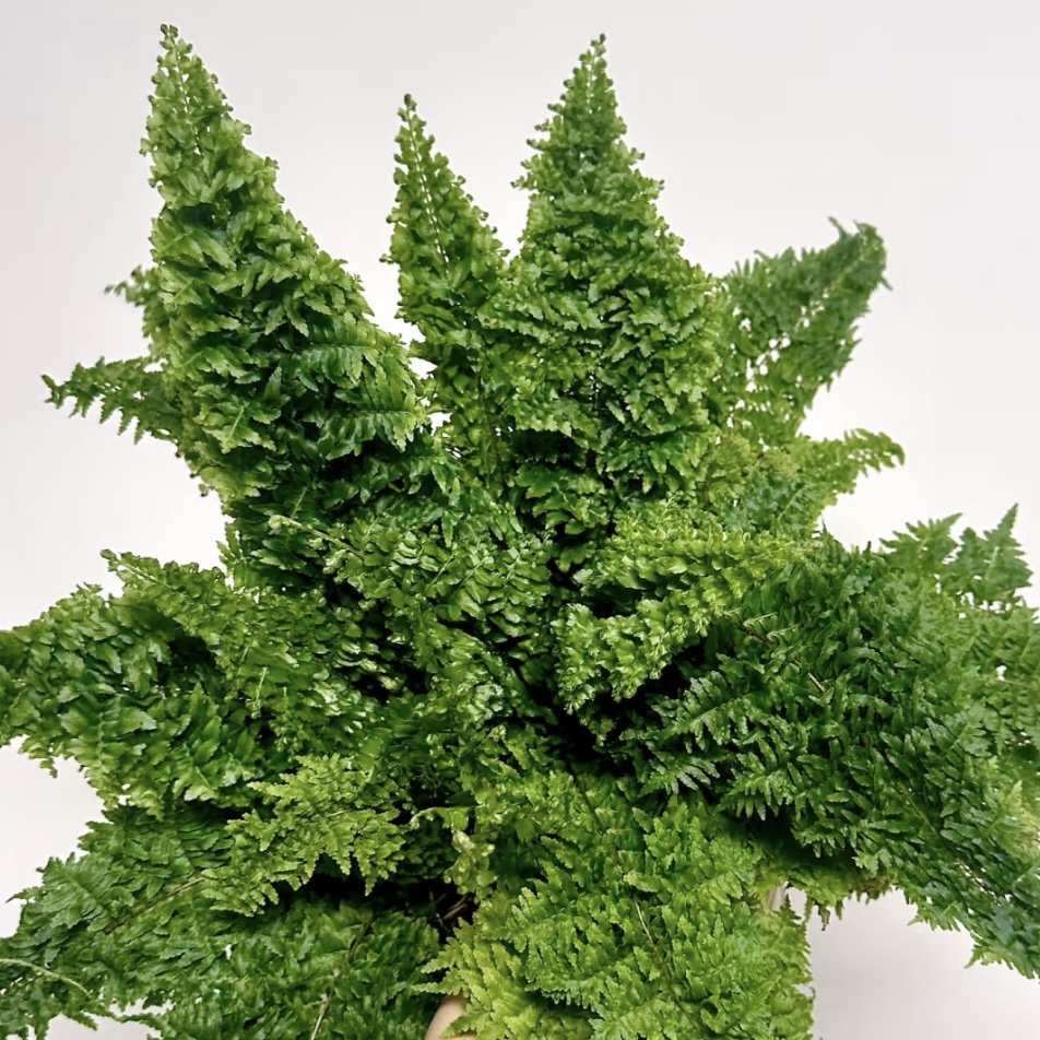 花与花器 棉花糖蕨 玛丽莎蕨密叶肾蕨室内盆栽耐阴绵密感精致观叶