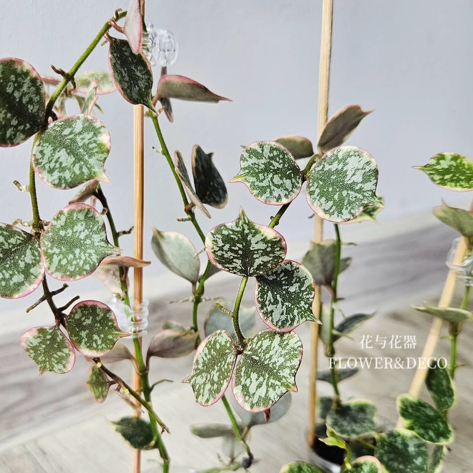花与花器 章鱼外锦球兰 Hoya CurtisiiAlbomarginata新品绿植盆栽