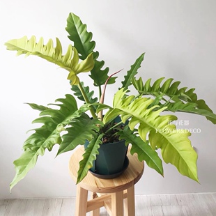 花与花器 黄金火之戒 蔓绿绒 神锯天南星ins风室内外观叶植物盆栽