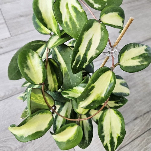 花与花器 寄生内锦球兰 Hoya parasitica variegata室内盆栽绿植