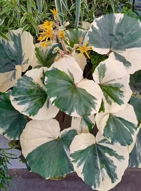 花与花器 大吴风草花叶浮云锦萤火虫之光庭院阳台耐阴多年生植物