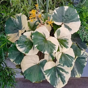 花與花器 大吳風草花葉浮云錦螢火蟲之光庭院陽臺耐陰多年生植物