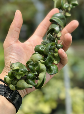 花与花器 大颗 卷叶球兰吊兰 长度一米稀有好养垂吊ins网红绿植物