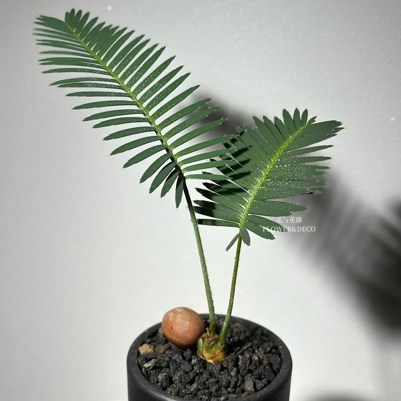 花与花器 王鱼骨双子铁 巨型双子铁 耐旱好养桌面室内铁树绿植物