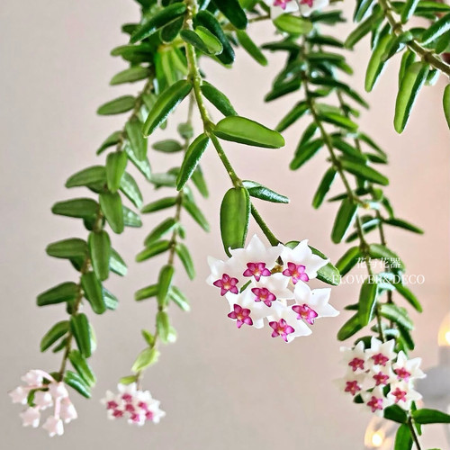 花与花器 恩格勒球兰 Hoya engleriana 室内垂吊开花绿植盆栽好养