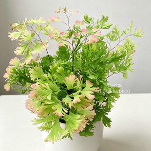 花与花器 粉蝶铁线蕨 流苏铁线蕨 柔情飞雪铁线蕨类植物盆栽新品