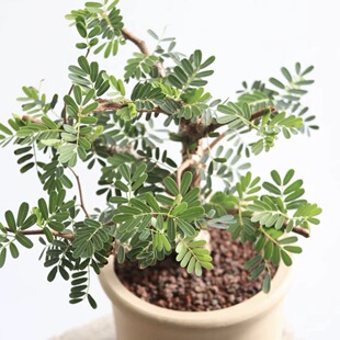 花与花器 沙漠苏木 老桩块根盆栽造型树形绿植室内阳台耐干好养