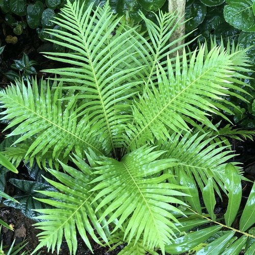 富贵蕨乌毛蕨室内外耐阴地栽盆栽