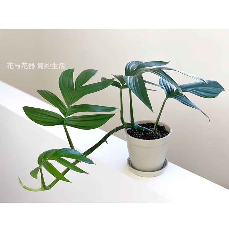 花与花器麒麟尾植物室内耐阴桌面