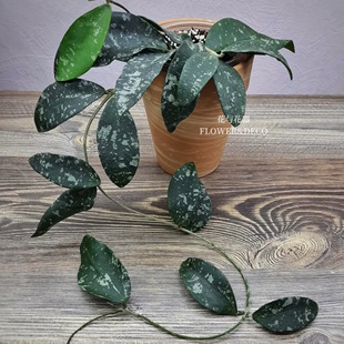 花与花器 普瓦球兰 埔瓦球兰 hoyaphuwuaensis稀有室内绿植物盆栽