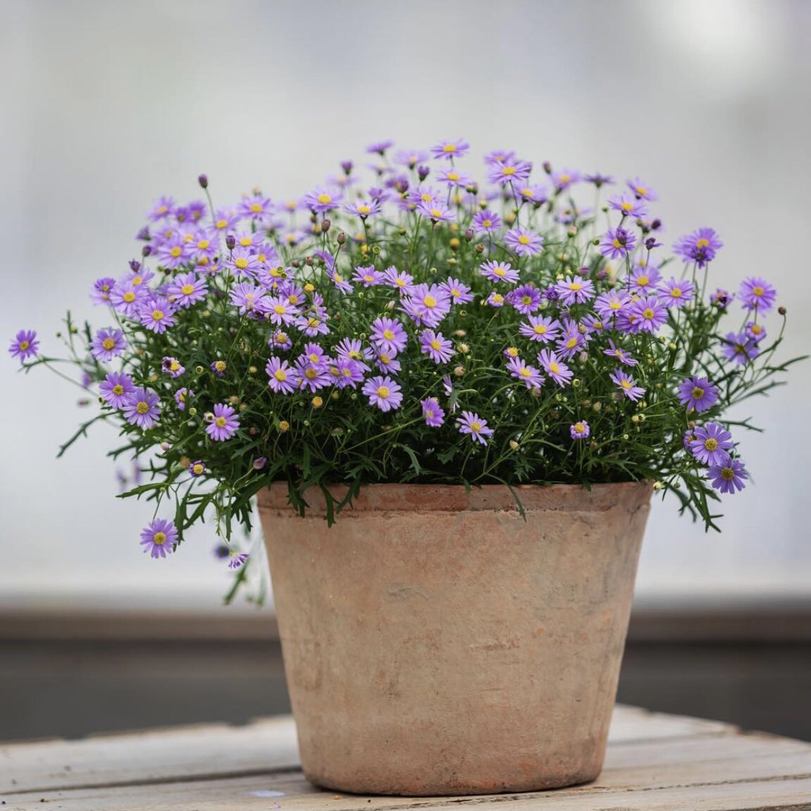 花与花器 大盆姬小菊 满天星阳台庭院花园四季常开花卉绿植物盆栽