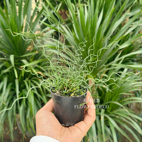 花与花器 迷你弹簧草绿植盆栽 办公室内阳台观叶植物耐阴趣味可爱