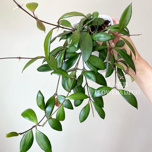 花与花器 戴维德球兰 Hoya davidcummingii 室内绿植阳台花卉盆栽