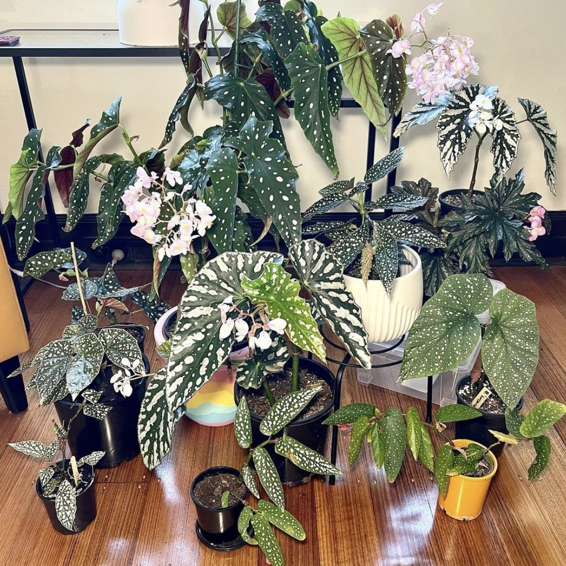 花与花器  秋海棠合集 鳟鱼白冰秋刀鱼乌头杂海棠观叶绿植物盆栽,工业油品/胶粘/化学/实验室用品,烧杯/烧瓶,淘宝优惠券,粉丝福利购,淘宝优惠卷