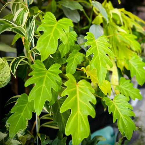 花与花器 黄金小天使 金叶蔓绿绒 网红观叶绿植盆栽室内耐阴好养