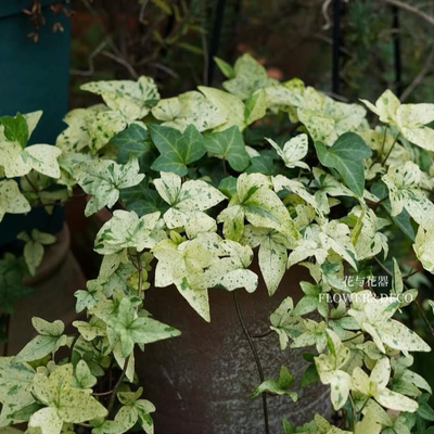 花与花器 白雪姬常春藤 雪莹 室内观叶垂吊绿植盆栽耐阴好养耐寒