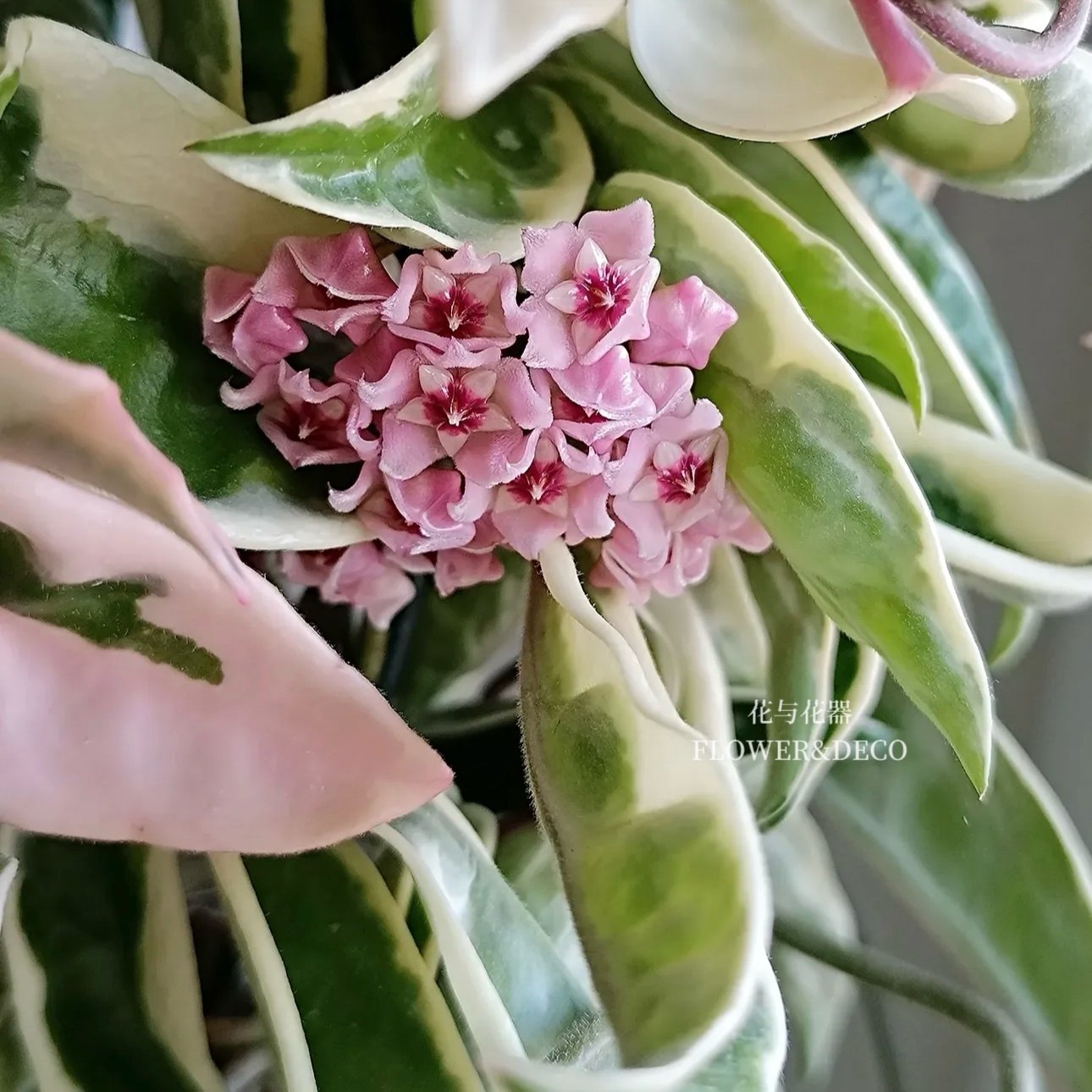 花与花器 克林克外锦球兰 Hoya Suzie Q室内阳台垂吊观叶绿植盆栽
