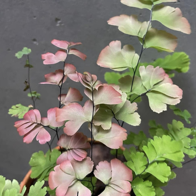 花与花器 凤舞铁线蕨 彩色铁线蕨稀有室内阳台花园观叶植物盆栽