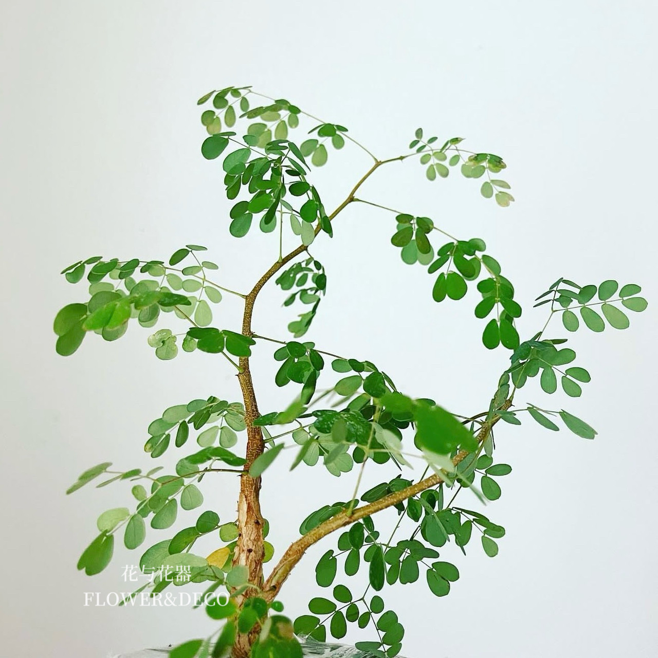 花与花器 黑刺猴树 密叶猴耳环 铁架木 豆科植物室内绿植盆栽