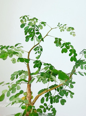 花与花器 黑刺猴树 密叶猴耳环 铁架木 豆科植物室内绿植盆栽