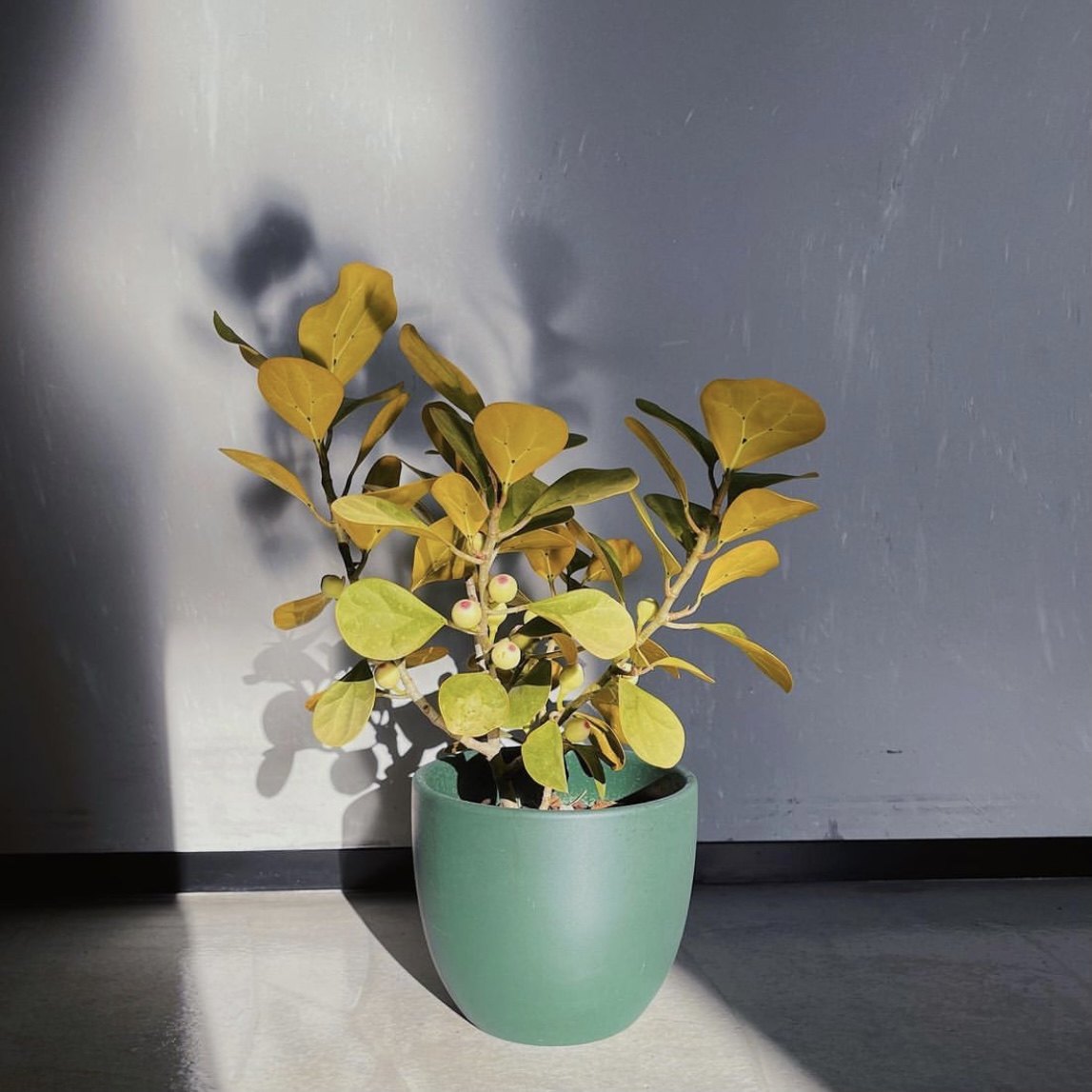 花与花器 黄金扇榕 小盼菩提 金钱榕 禅意室内阳台绿植物盆栽花卉