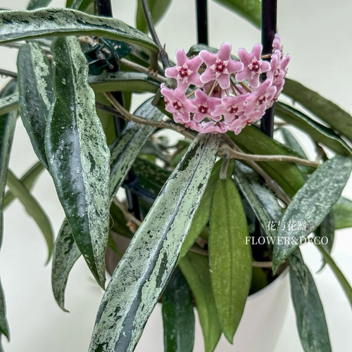 花与花器 高斑迷你贝尔球兰Hoya Minibelle 室内垂吊粉花球兰盆栽