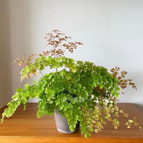 花与花器 柔情铁线蕨扇叶铁线蕨盆栽 生态雨林缸景观造景蕨类植物