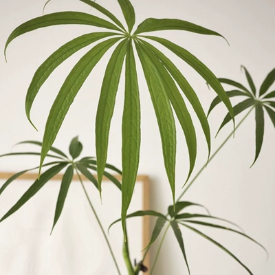 花与花器 伞叶花烛 Anthurium variabile深裂花烛 细叶绿植物盆栽