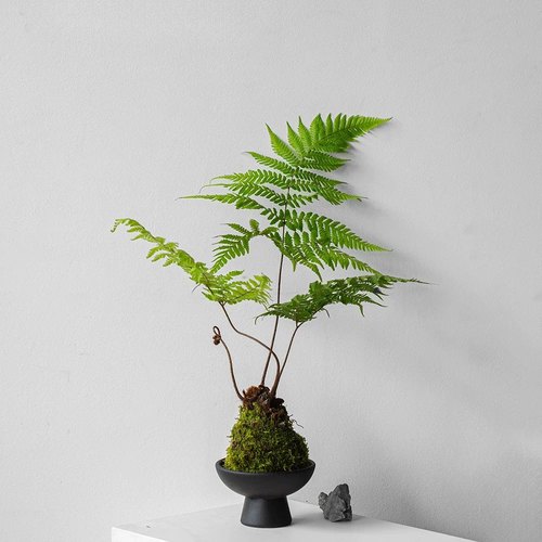 花与花器 红磷蕨 红鳞蕨室内办公桌面盆栽禅意耐阴绿植蕨类植物