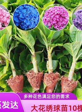 绣球大花苗基地直销耐寒 阳台庭院盆栽地栽 八仙花无尽夏云南直发