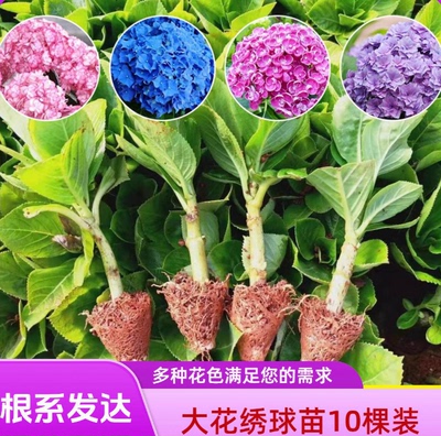 绣球大花苗基地直销耐寒 阳台庭院盆栽地栽 八仙花无尽夏云南直发