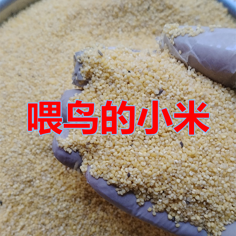 喂鸟麻雀鸟食米去壳布施