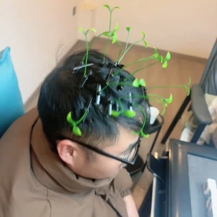 可爱小草发夹头上长草发卡打麻将用超萌发夹顶夹闺蜜搞怪豆芽发饰