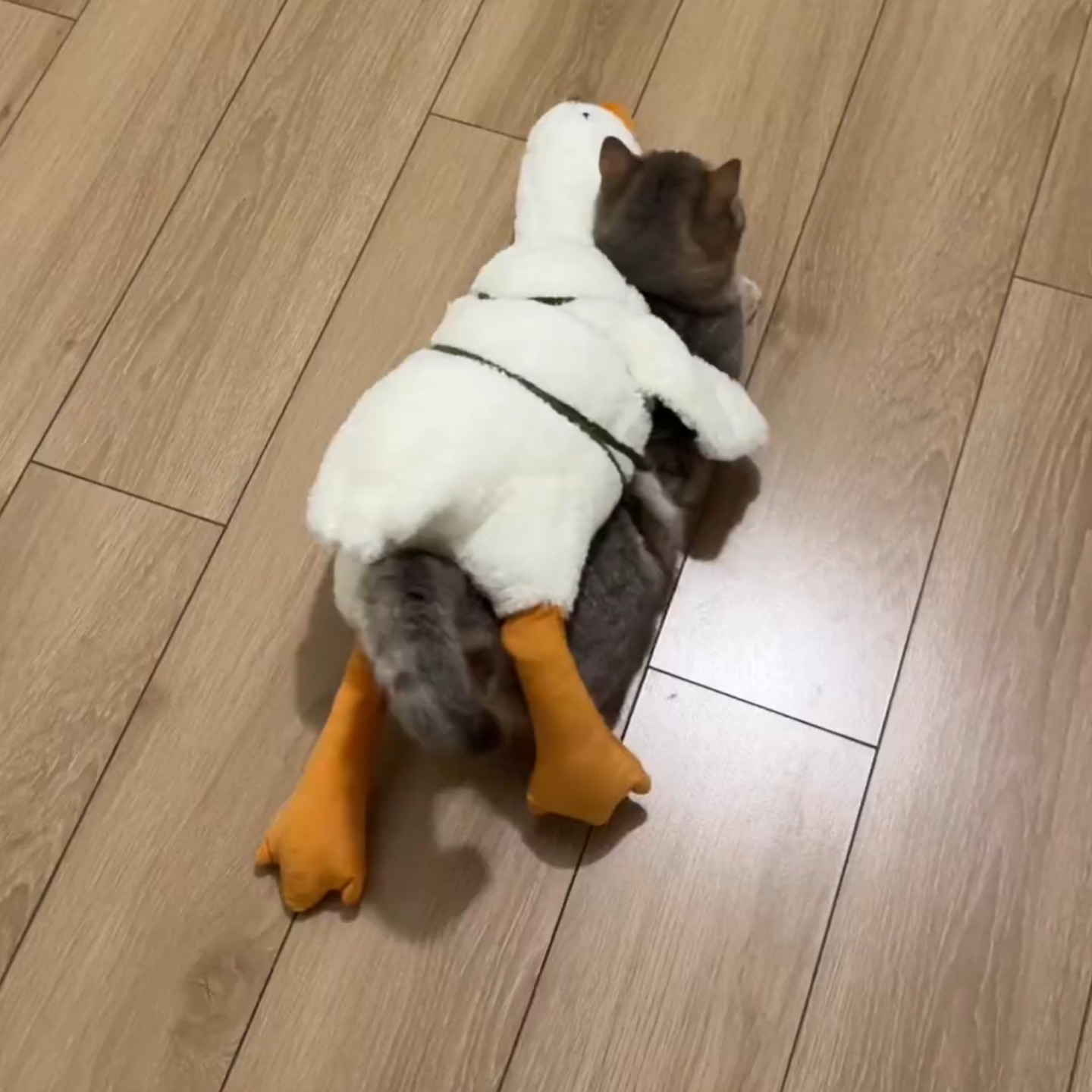 宠物猫咪大白鹅玩具抑制发情可拆洗PP棉床上可爱布偶公仔陪伴玩具,玩具/童车/益智/积木/模型,毛绒/玩偶/公仔/布艺类玩具,淘宝优惠券,粉丝福利购,淘宝优惠卷