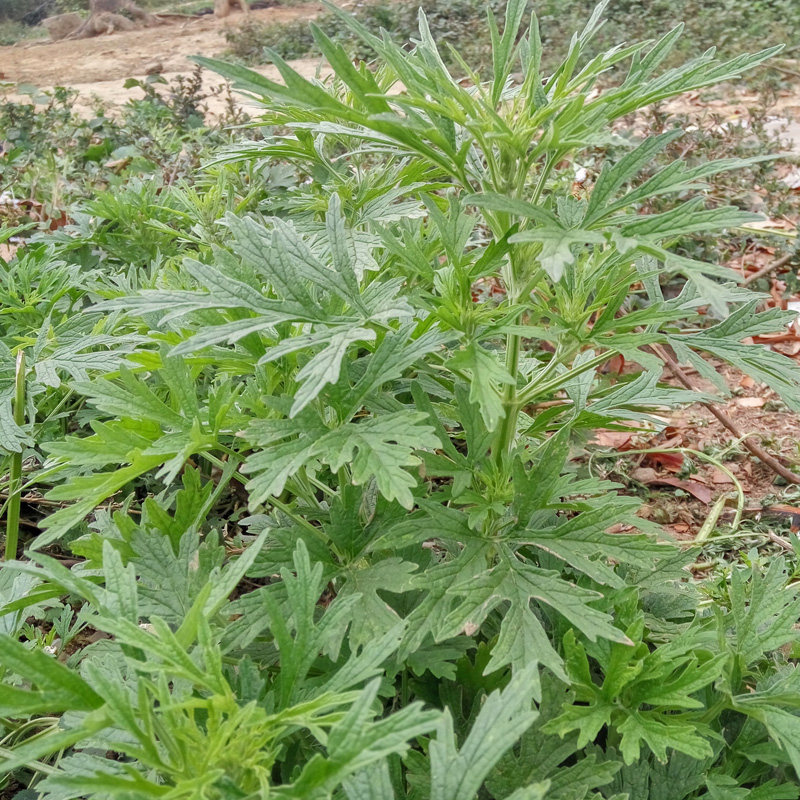 特价特价现采新鲜紫花益母草 益母蒿 益母艾 红花艾铁麻干草药500