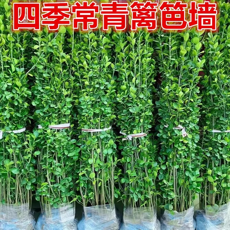 冬青树庭院丛生绿苗木篱笆苗围墙