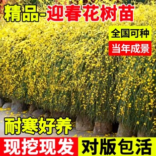 迎春花树苗盆栽带花苞老桩盆景报春花连翘花庭院植物四季绿化树苗