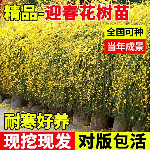 迎春花连翘盆栽带苞老桩四季绿