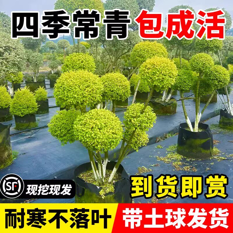 亮晶女贞球塔形棒棒糖形多球造型树别墅庭院花镜植物四季常青耐寒