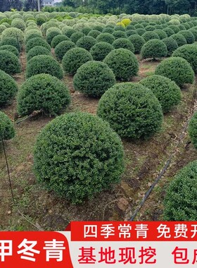 龟甲冬青球庭院别墅花境常绿植物小叶女贞完美冬青先令红花檵木球