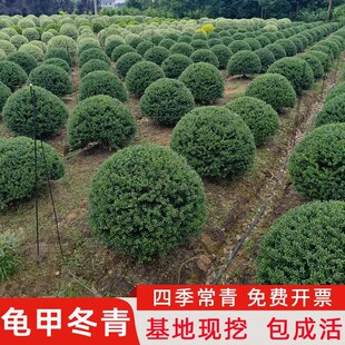 龟甲冬青球庭院别墅花境常绿植物小叶女贞完美冬青先令红花檵木球