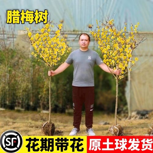 腊梅树地栽庭院耐寒红梅绿梅