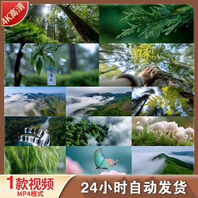 高清雾气缭绕森林山泉溪流唯美自然生态原始树林雨后清新视频素材