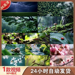 高清惊蛰节气万物复苏雷电闪电春天森林花草树木鸟语花香视频素材