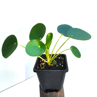 镜面草 室内耐阴绿植 茶台禅意 常绿亚灌木 带松香 云南基地直发